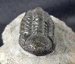 Barrandeops ovatus (McKELLAR & CHATTERTON 2009) - Bild &copy; FossNet FossilienStore